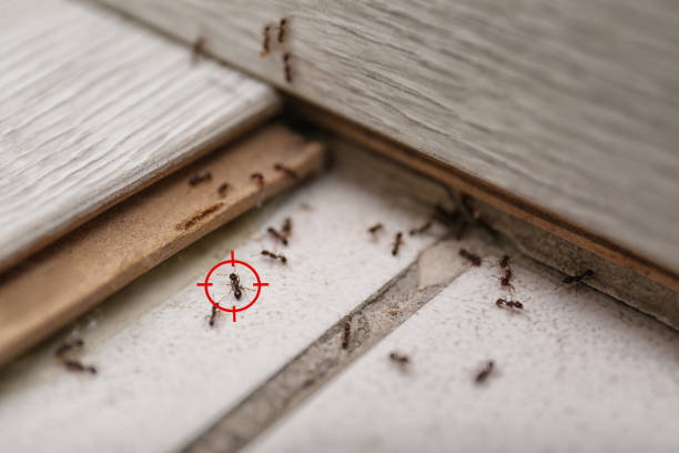 Best Wasp Removal Services  in Marshalltown, IA