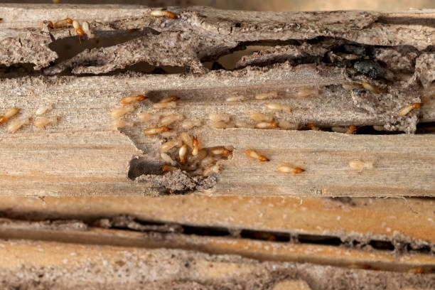 Best Insect Control  in Marshalltown, IA